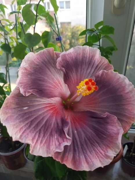  - Hibiscus Xiahe no 15-Summer Lotus