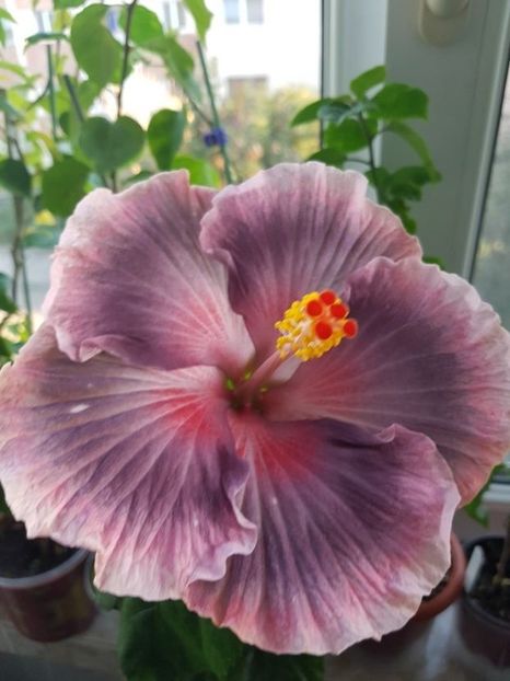  - Hibiscus Xiahe no 15-Summer Lotus