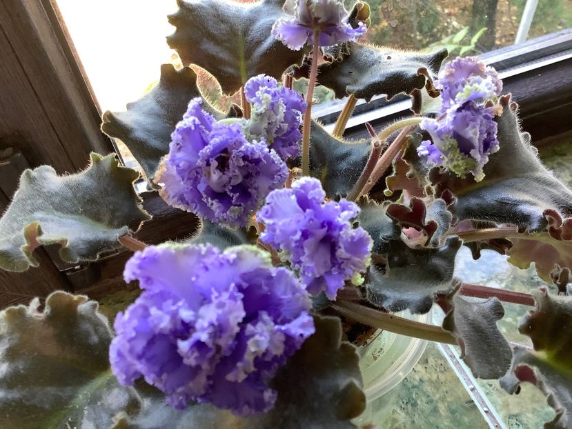 381F5BE1-76C7-40B4-9BC4-ADE2FCEED45A - Ruffles skyes II