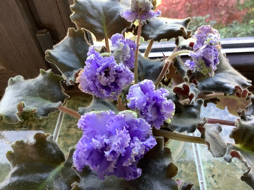 7F0CF8A2-006A-4F38-9D6A-A39DB559AB62 - Ruffles skyes II