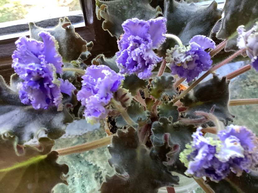 51C53367-6894-42F7-9234-EE7B66C4E569 - Ruffles skyes II