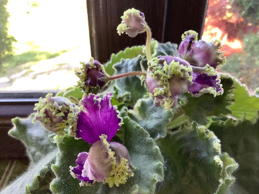  - LE Tumannost Andromedy