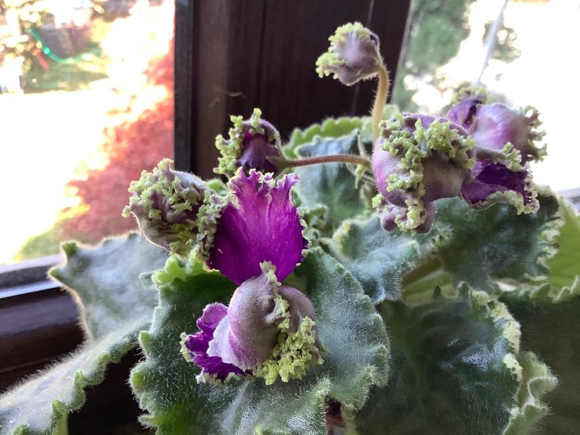  - LE Tumannost Andromedy