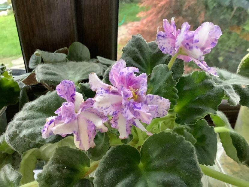 394957ED-C5BB-4C53-8DB3-236EDD8AB51A - Olenka ch