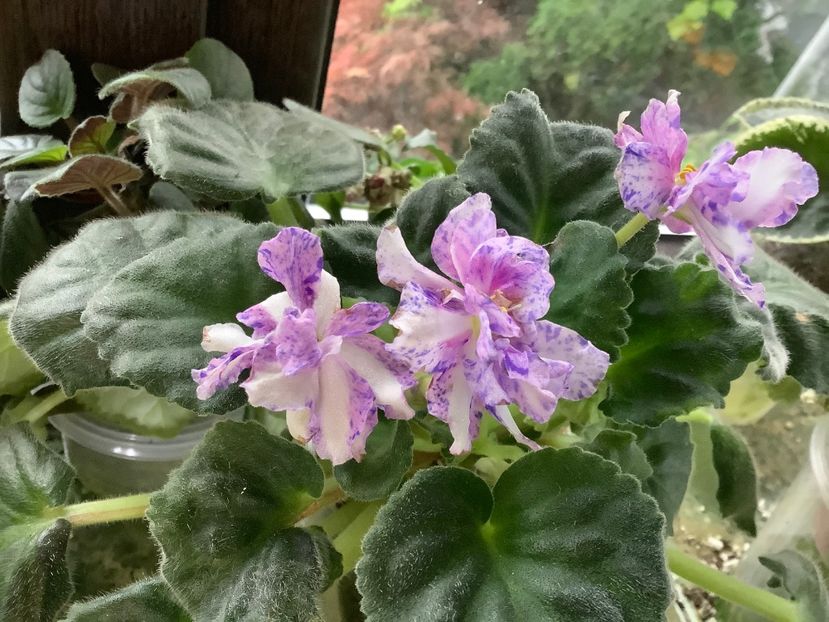 C7E2D0C9-CFF1-4439-A892-43F34DC62629 - Olenka ch