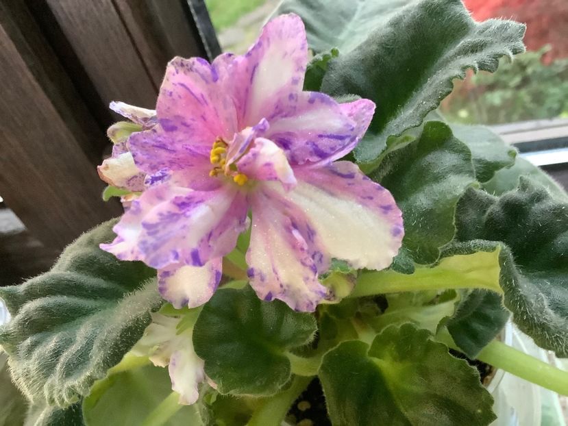 0526F18A-EC21-4A37-B107-40C31F86093B - Olenka ch