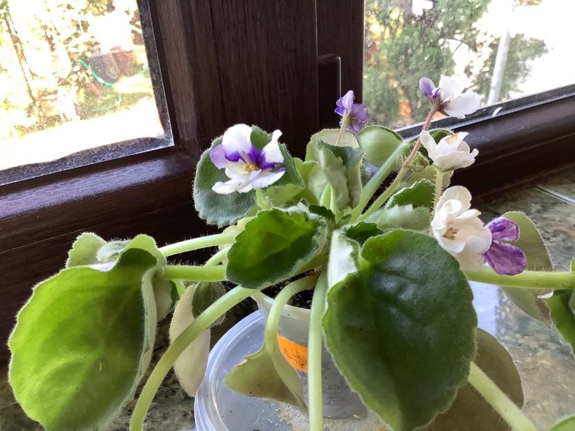 AA240B92-26E8-49DE-A704-5F6A5E289B78 - Senk s Fantasy Wasp Variant