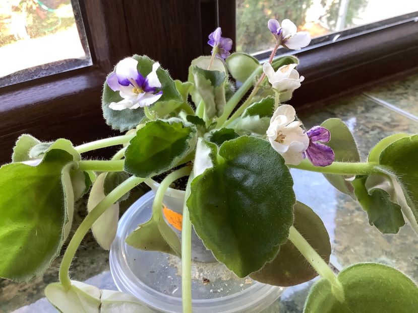 3297D707-630D-45E5-B940-8562AEE1A340 - Senk s Fantasy Wasp Variant