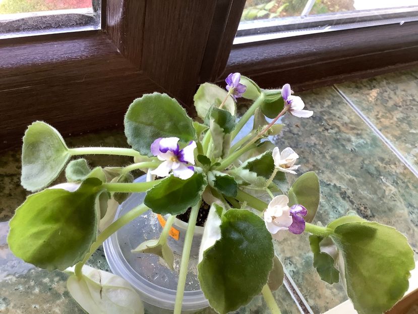 E868D200-C7D1-4276-9B2C-78D4B427087F - Senk s Fantasy Wasp Variant