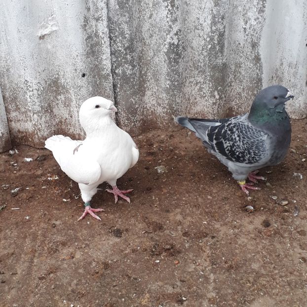  - De vanzare 1 noiembrie 2020