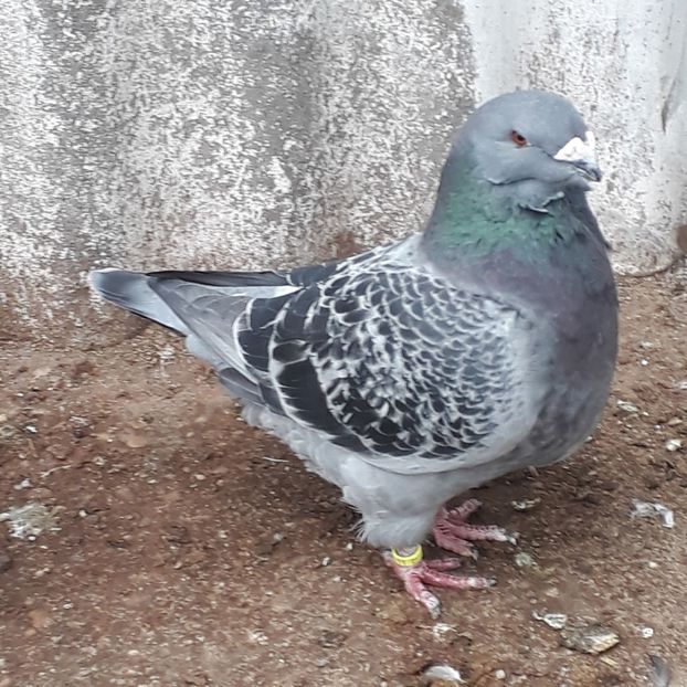  - De vanzare 1 noiembrie 2020