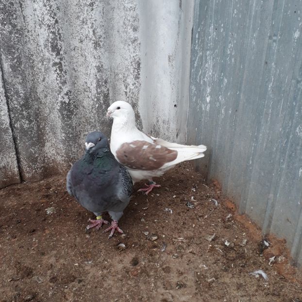  - De vanzare 1 noiembrie 2020