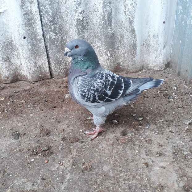  - De vanzare 1 noiembrie 2020