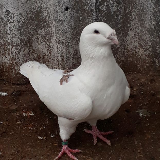  - De vanzare 1 noiembrie 2020