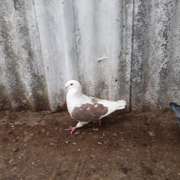  - De vanzare 1 noiembrie 2020