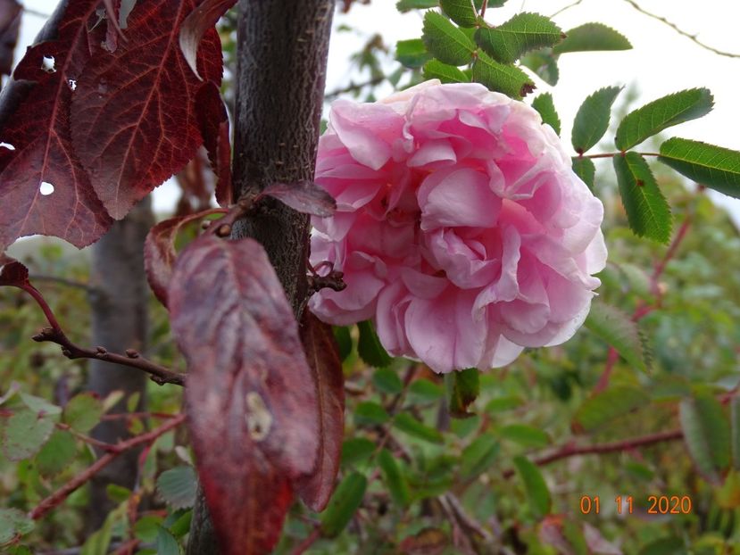 Stanwell Perpetual - Trandafiri 4