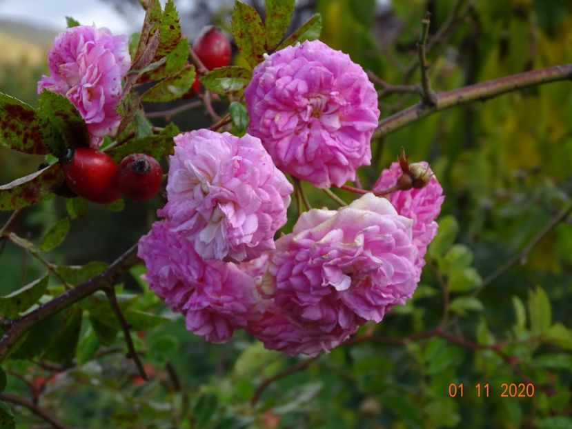 Pink Ghislaine de Feligonde - Trandafiri 4