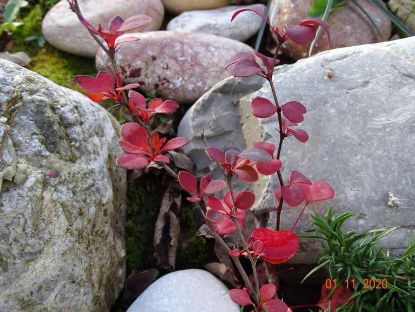  - Stancarie 2020 - inceputuri