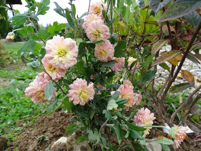 tufanele somon - Dobarland 2020 6