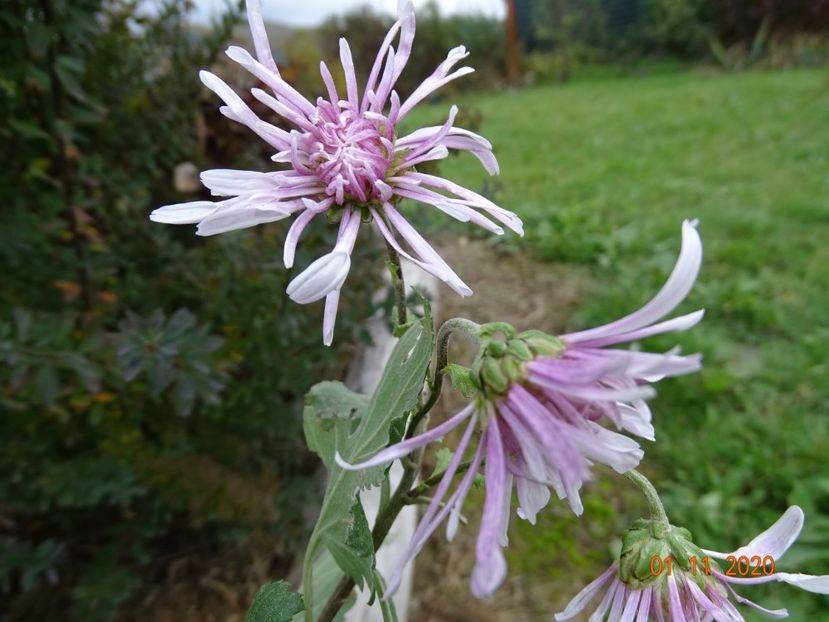 tufanele roz ciufulite - Dobarland 2020 6