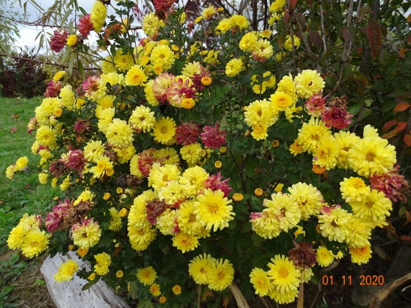 chrysanthemum Nantyderry Sunshine - Dobarland 2020 6
