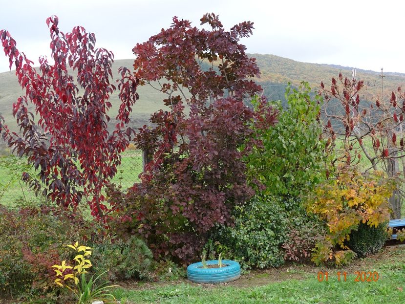 cotinus coggyria Royal Purple, prunus Royal Burgundy - Dobarland 2020 6