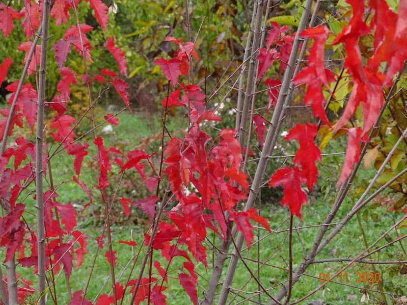 acer tataricum - Dobarland 2020 6
