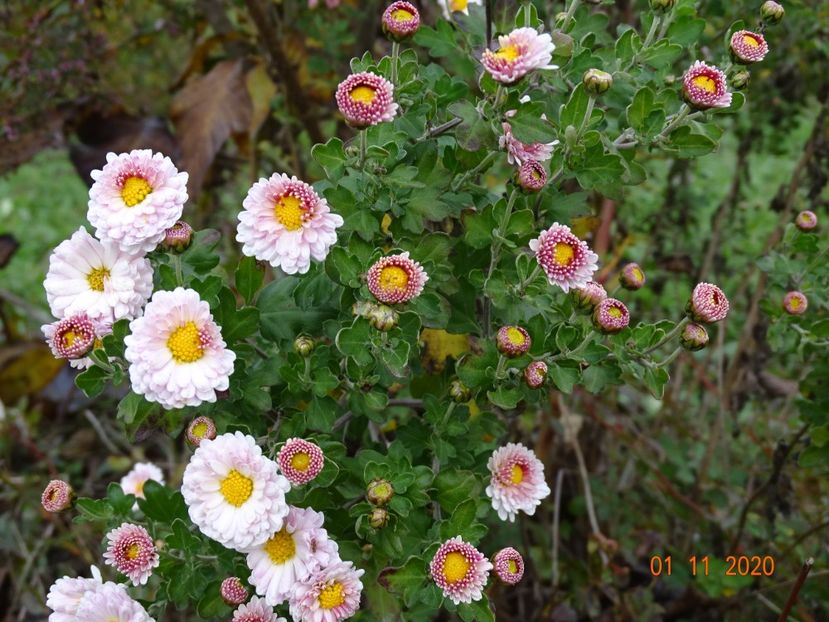 chrysanthemum Julia - Dobarland 2020 6