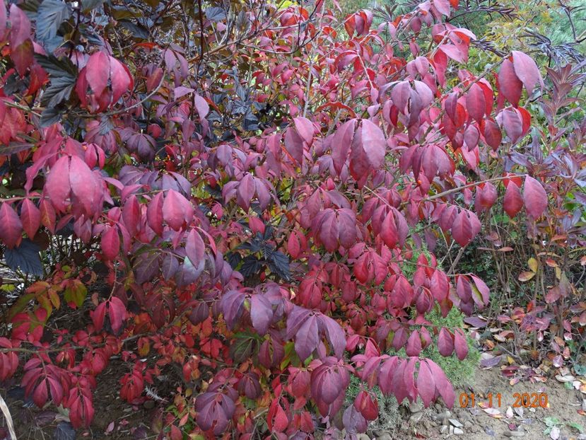 euonymus alatus Compactus - Dobarland 2020 6