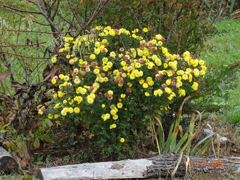 chrysanthemum Nantyderry Sunshine - Dobarland 2020 6