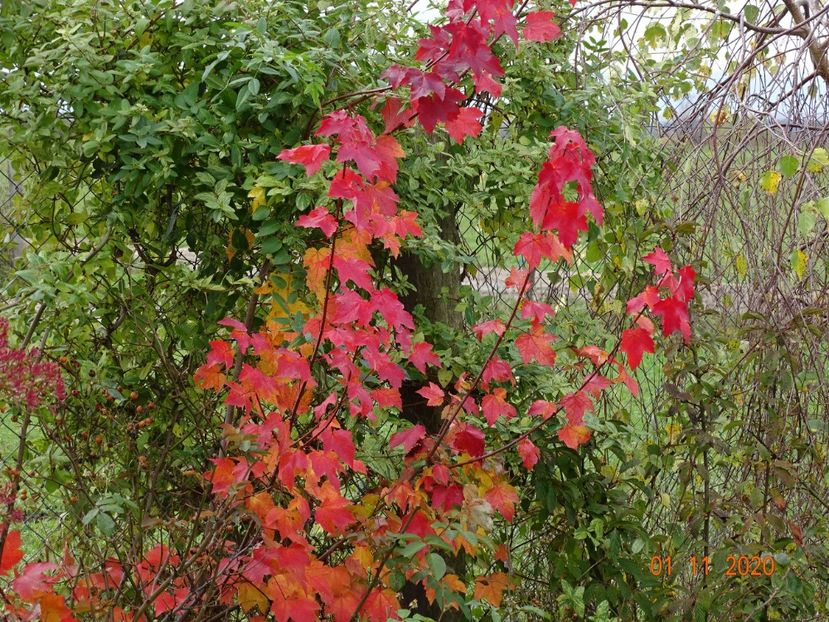 acer October Glory - Dobarland 2020 6