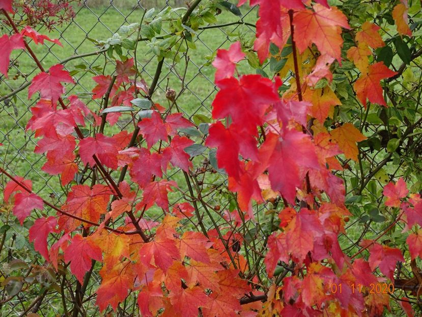 acer October Glory - Dobarland 2020 6
