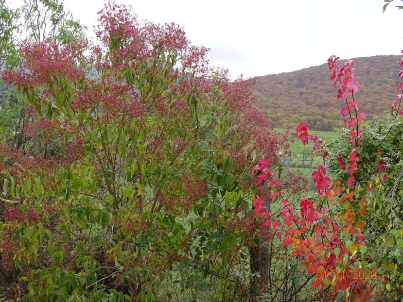 heptacodium miconioides, acer October Ruby - Dobarland 2020 6