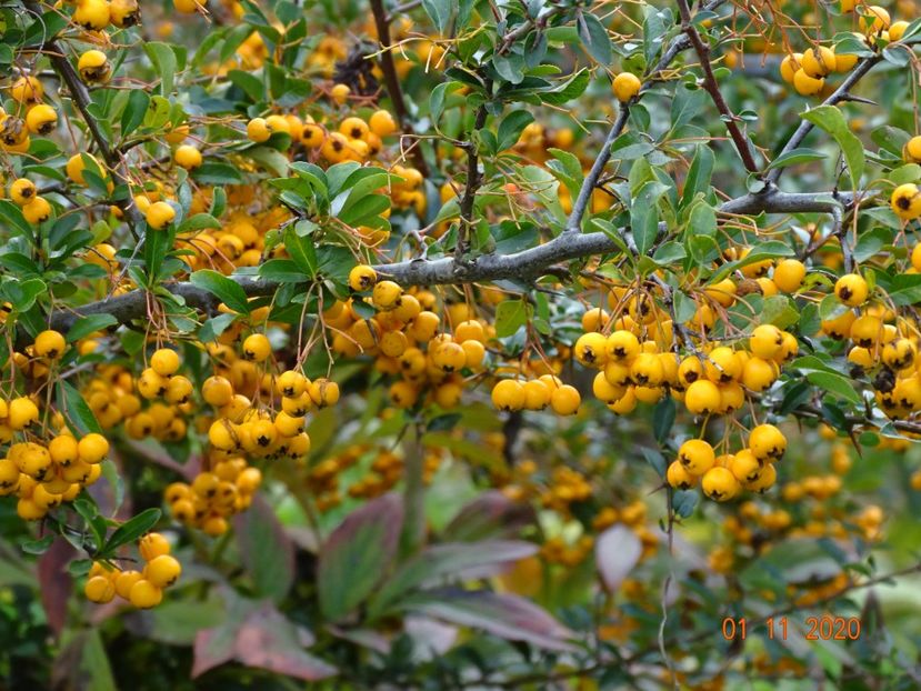 pyracantha Soleil d'Or - Dobarland 2020 6