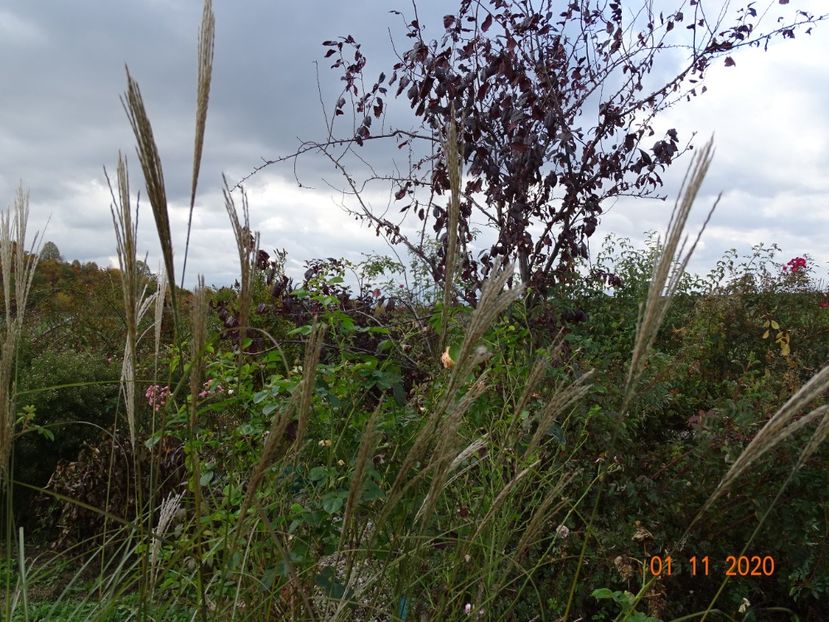 miscanthus sinensis Adagio - Dobarland 2020 6