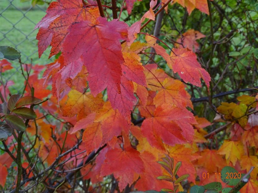 acer October Glory - Dobarland 2020 6