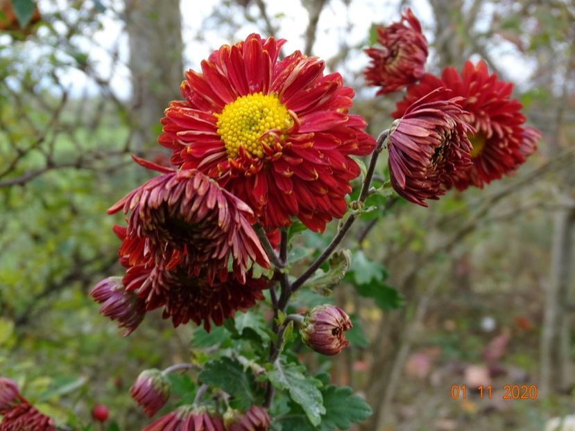 chrysanthemum Fellbacher Wein - Dobarland 2020 6