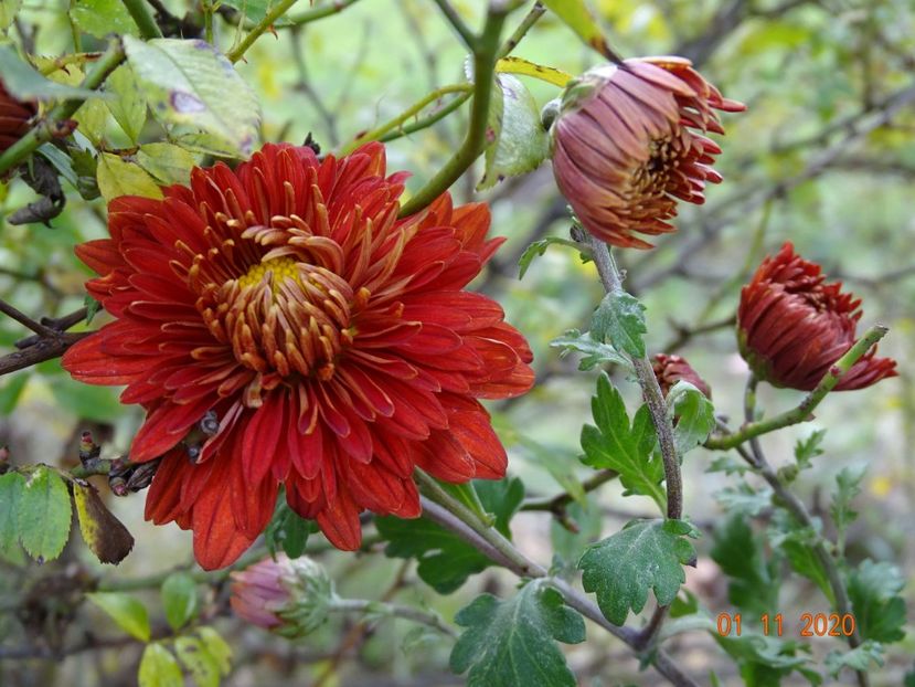 chrysanthemum Fellbacher Wein - Dobarland 2020 6