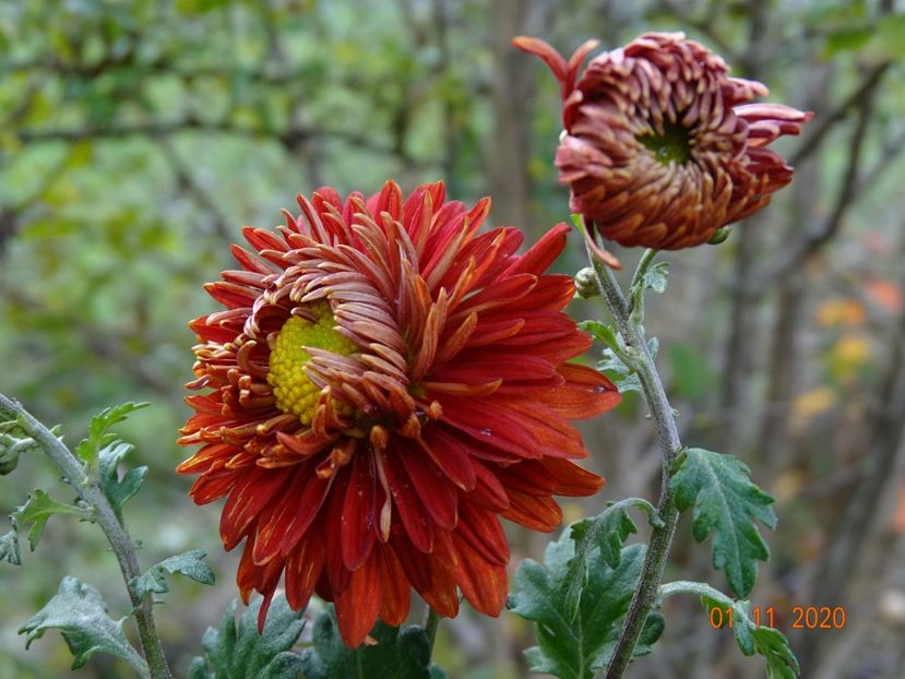 chrysanthemum Fellbacher Wein - Dobarland 2020 6