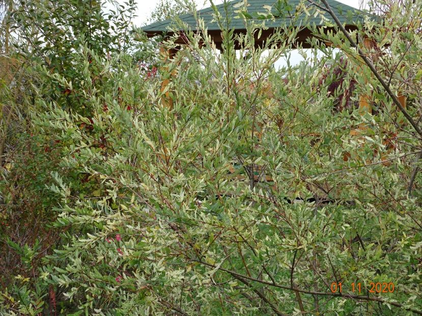 salix Hakuro Nishiki - Dobarland 2020 6