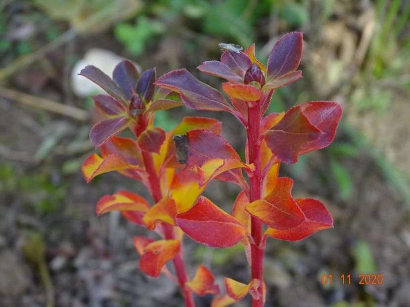 enkianthus campanulatus - Dobarland 2020 6