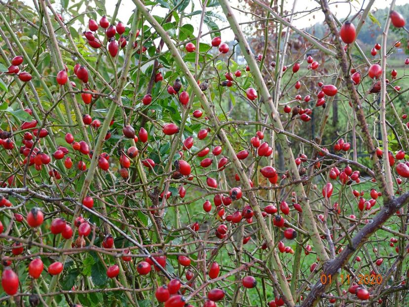 rosa canina - Dobarland 2020 6