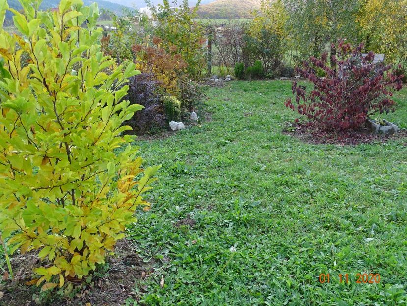 magnolia stellata Rosea si viburnum tomentosum - Dobarland 2020 6