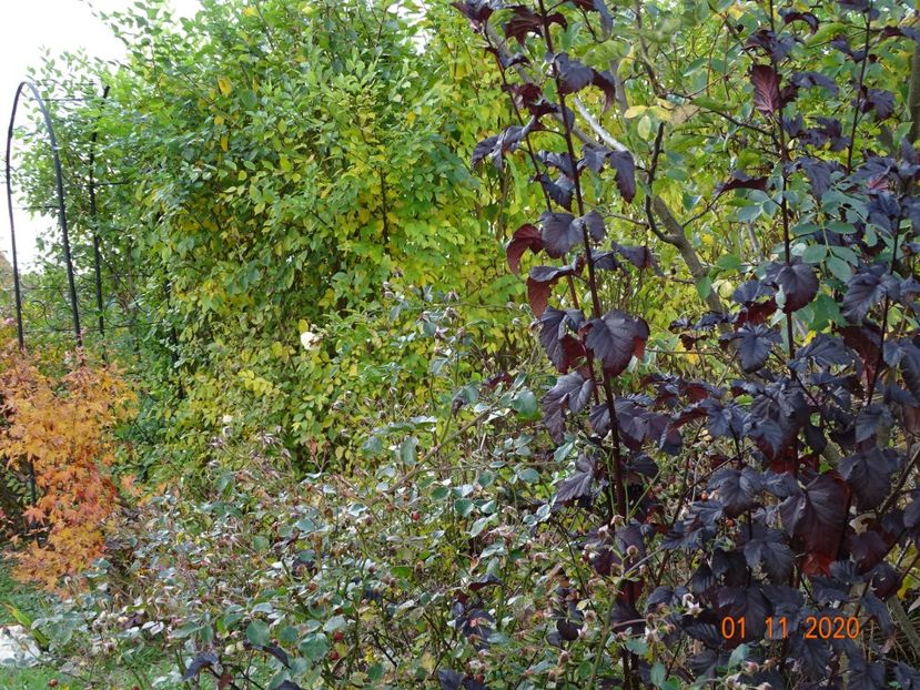 physocarpus Midnight, acer palm. Asahi-Zuru - Dobarland 2020 6
