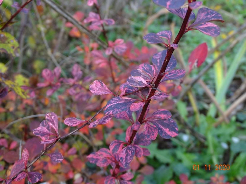 berberis Harlequin - Dobarland 2020 6