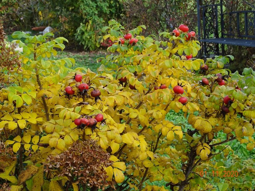 rosa rugosa Alba - Dobarland 2020 6