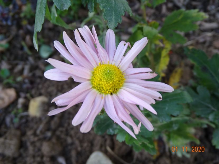 chrysanthemum Sheffield - Dobarland 2020 6