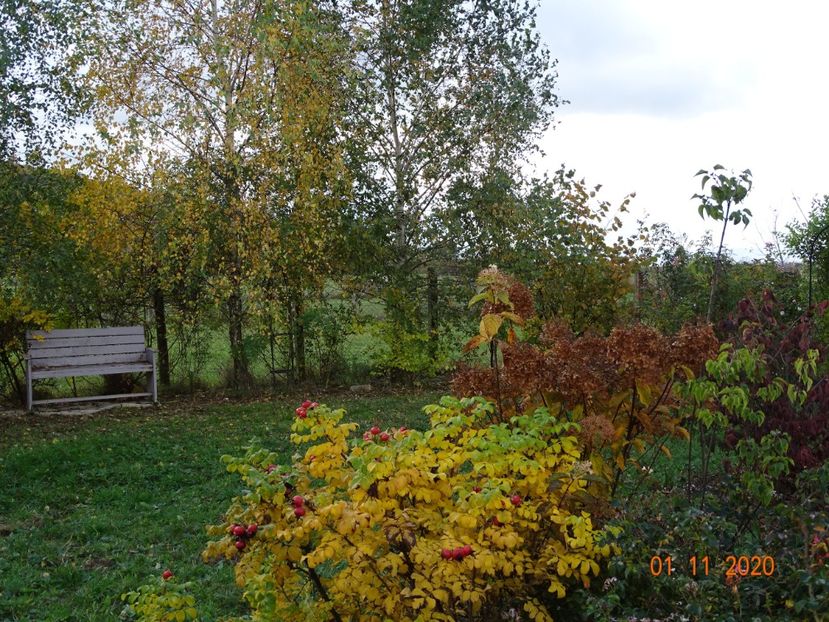 rosa rugosa Alba - Dobarland 2020 6