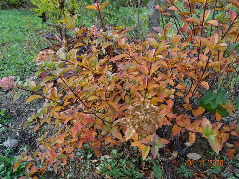 hydrangea pan. Polar Bear - Dobarland 2020 6