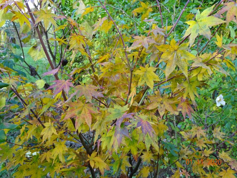 acer palm. Osakazuki - nu vrea nicicum sa se inroseasca - Dobarland 2020 6